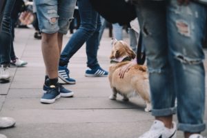 pet adoption events