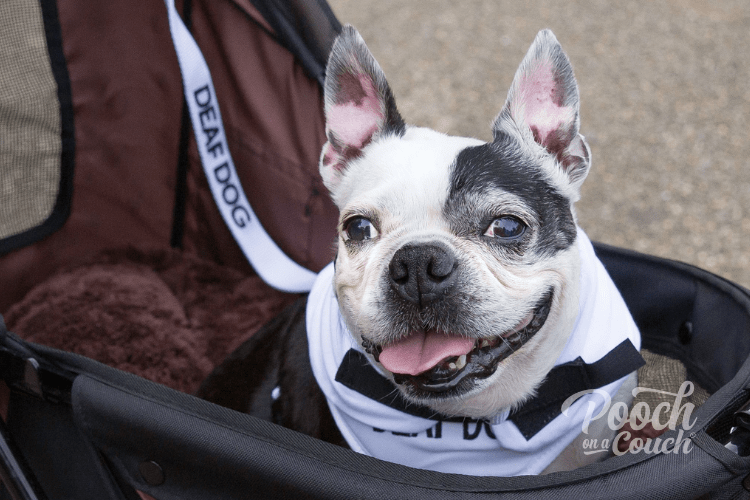 You are currently viewing The Deaf Foster Dog – Care, Training, and Placement