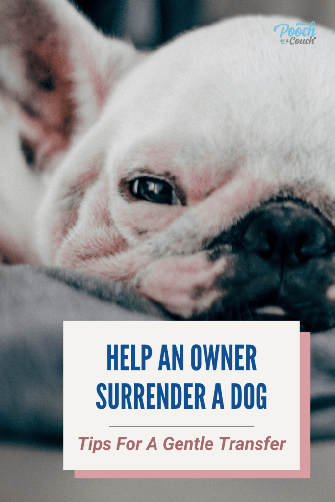 owner surrender a dog