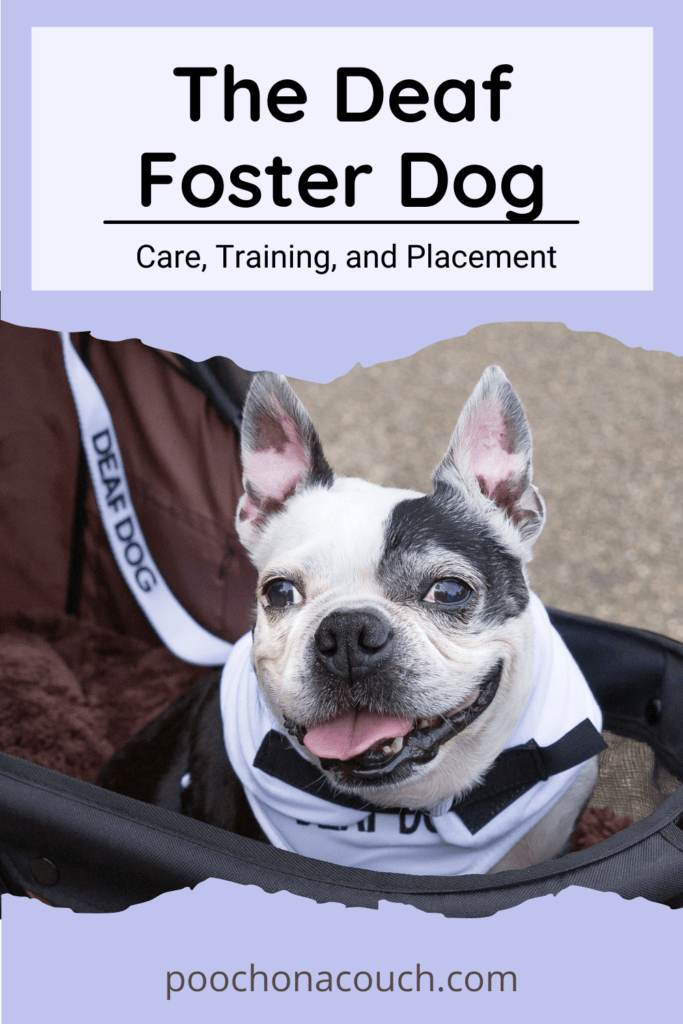 deaf foster dog