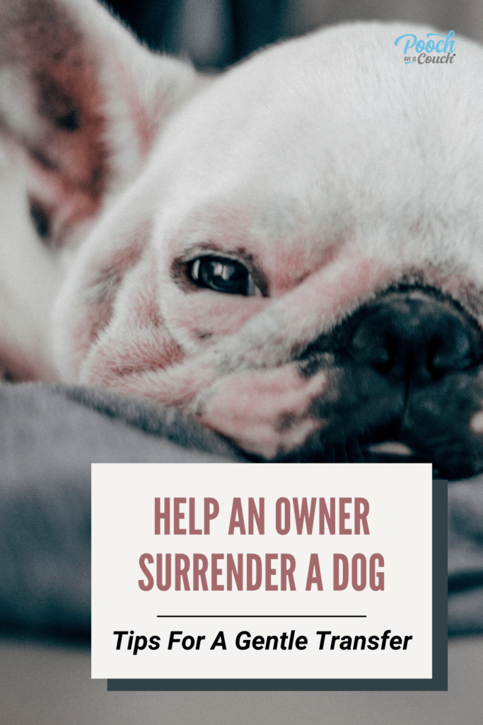 owner surrender a dog